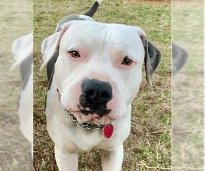 American Bulldog-Unknown Mix Dogs for adoption in Oklahoma City, OK, USA