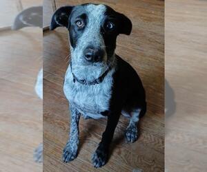 Mutt Dogs for adoption in Belleuve, NE, USA
