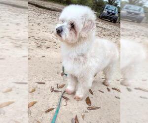 Poodle (Miniature)-Unknown Mix Dogs for adoption in Pensacola, FL, USA