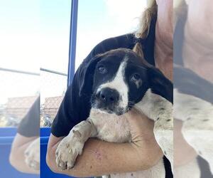 Labrador Retriever Dogs for adoption in Bakersfield, CA, USA