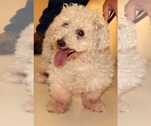 Bichon Frise Dogs for adoption in Siren, WI, USA