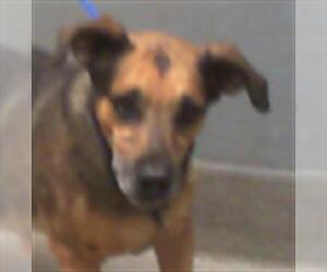 Basset Hound-German Shepherd Dog Mix Dogs for adoption in Las Vegas, NV, USA