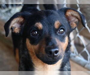 Chihuahua-Unknown Mix Dogs for adoption in Canton, CT, USA