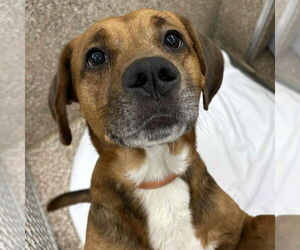 Mutt Dogs for adoption in Martinsburg, WV, USA