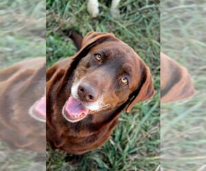 Labrador Retriever Dogs for adoption in PIPE CREEK, TX, USA