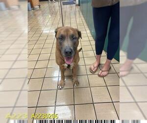 Labrador Retriever-Unknown Mix Dogs for adoption in West Palm Beach, FL, USA