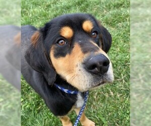 Black and Tan Coonhound-Labrador Retriever-Labrador Retriever Mix Dogs for adoption in Sistersville, WV, USA