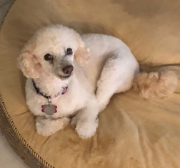Poodle (Miniature) Dogs for adoption in Las Vegas, NV, USA