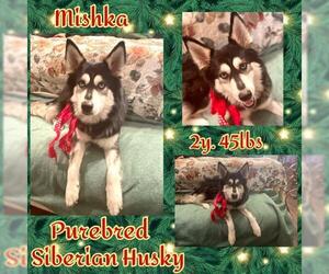 Siberian Husky Dogs for adoption in Dallas, TX, USA