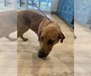 Labrador Retriever Dogs for adoption in Pearland, TX, USA