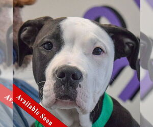 American Bulldog-American Staffordshire Terrier Mix Dogs for adoption in Huntley, IL, USA