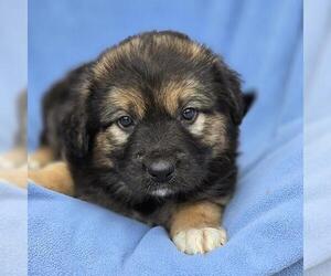 Labrador Retriever-Unknown Mix Dogs for adoption in San Diego, CA, USA