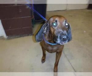 Redbone Coonhound Dogs for adoption in Sanford, FL, USA