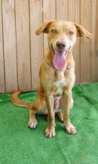 Catahoula Leopard Dog Dogs for adoption in Inverness, FL, USA