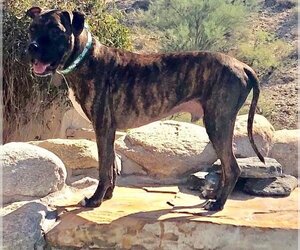 Boxer-Plott Hound Mix Dogs for adoption in Oro Valley, AZ, USA