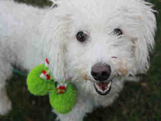 Bichon Frise Dogs for adoption in Brewster, MA, USA