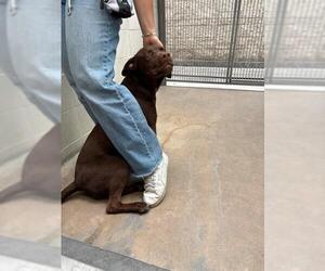 Labrador Retriever-Unknown Mix Dogs for adoption in Burbank, CA, USA