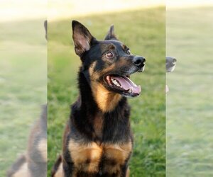 Shepweiller Dogs for adoption in McKinney, TX, USA