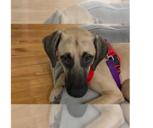 Black Mouth Cur-Unknown Mix Dogs for adoption in Tampa, FL, USA
