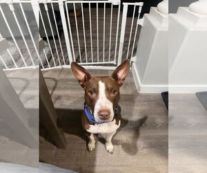 American Pit Bull Terrier-Unknown Mix Dogs for adoption in Polson, MT, USA