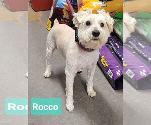 Bichon Frise-Unknown Mix Dogs for adoption in Richmond, IN, USA
