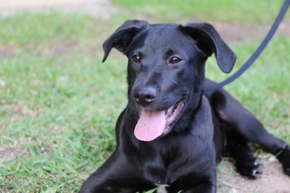 Labrador Retriever-Unknown Mix Dogs for adoption in Coppell, TX, USA