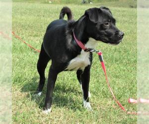 Labrador Retriever-Unknown Mix Dogs for adoption in Centerton, AR, USA