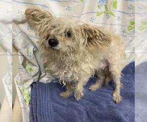 Maltese-Unknown Mix Dogs for adoption in Modesto, CA, USA