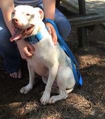 Bull-Boxer Dogs for adoption in Atlanta, GA, USA
