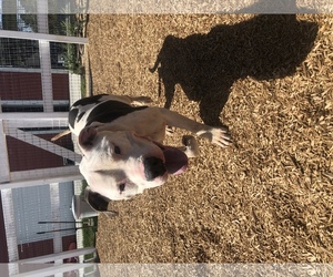 American Bulldog Dogs for adoption in Orange, CA, USA