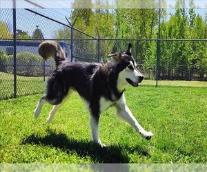 German Shepherd Dog-Siberian Husky Mix Dogs for adoption in Springfield, MA, USA