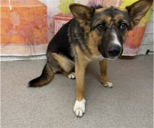 Cardigan Welsh Corgi-German Shepherd Dog Mix Dogs for adoption in San Bernardino, CA, USA
