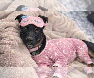 Mutt Dogs for adoption in Rockaway, NJ, USA