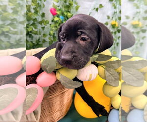 Catahoula Leopard Dog-Labrador Retriever Mix Dogs for adoption in Bryant, AR, USA