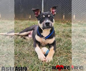 Mutt Dogs for adoption in Maryville, TN, USA