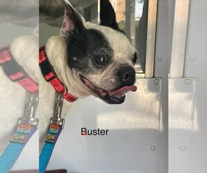 Boston Terrier Dogs for adoption in Turlock, CA, USA