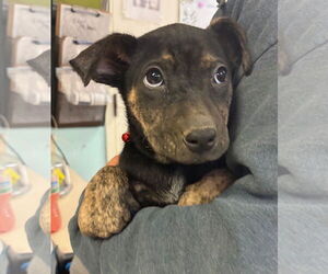 Anatolian Shepherd-Rottweiler Mix Dogs for adoption in Amarillo, TX, USA
