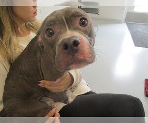 American Pit Bull Terrier Dogs for adoption in Ocala, FL, USA
