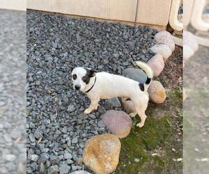 Rat Terrier Dogs for adoption in Bullard, TX, USA