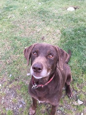 Labrador Retriever Dogs for adoption in Orleans, VT, USA