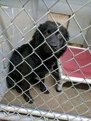 Labrador Retriever-Unknown Mix Dogs for adoption in Sandersville, GA, USA