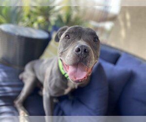 American Pit Bull Terrier Dogs for adoption in  Ramona, CA, USA