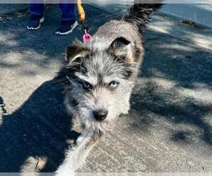 Miniature Schnauzer-Unknown Mix Dogs for adoption in Martinez, CA, USA