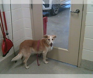 Border Collie Dogs for adoption in Fort Collins, CO, USA