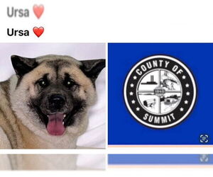 Akita Dogs for adoption in Akron, OH, USA