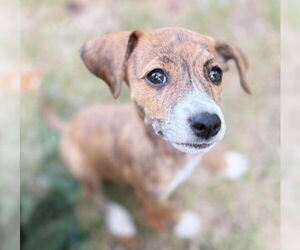 Chihuahua-Unknown Mix Dogs for adoption in Plainfield, IL, USA