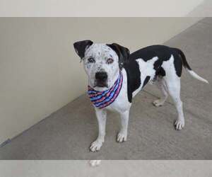 American Pit Bull Terrier-Unknown Mix Dogs for adoption in McKinney, TX, USA