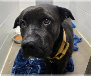 Rottweiler-Unknown Mix Dogs for adoption in Olathe, KS, USA