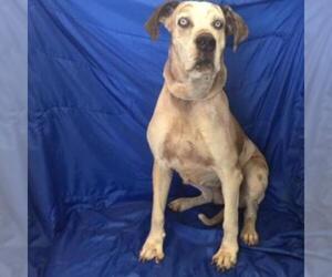 Great Dane Dogs for adoption in Show Low, AZ, USA