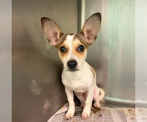 Chihuahua-Unknown Mix Dogs for adoption in Lakewood, CO, USA